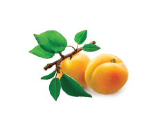 Frozen Apricot