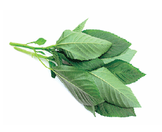 Green Beans