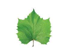 Spinach Leaves